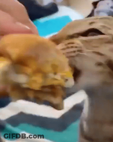 Close Up Of Cat Laying On Couch GIF