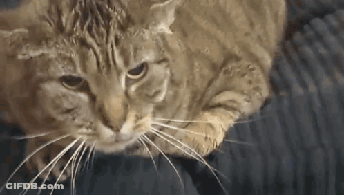 Close Up Of Cat Laying On Couch GIF