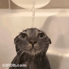 Close Up Of Cat Laying On Lap GIF