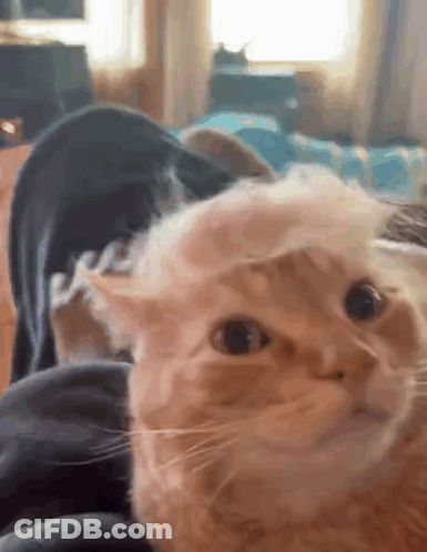 Close Up Of Cat Laying On Lap GIF
