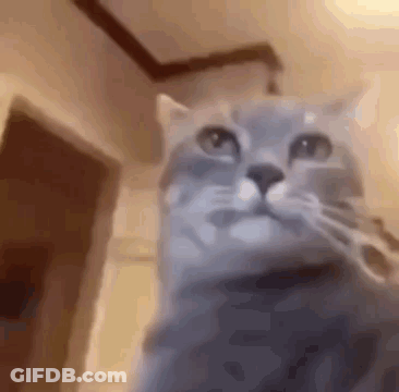 Close Up Of Cat Looking At Camera GIF