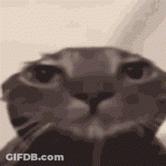 Close Up Of Cat Looking At Camera GIF