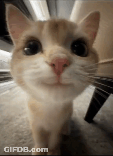 Close Up Of Cat Looking At Camera GIF