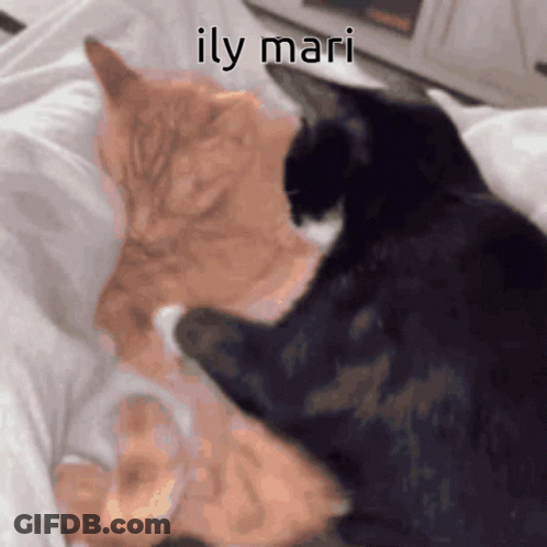 Close Up Of Cat Looking At Camera On Blue Background GIF