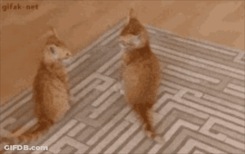 Close Up Of Cat Looking At Camera GIF