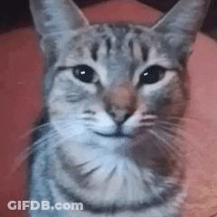 Close Up Of Cat Looking At Camera GIF