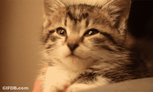 Close Up Of Cat Looking Up GIF