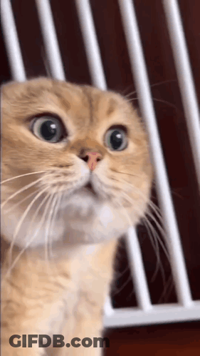 Close Up Of Cat Looking Up GIF