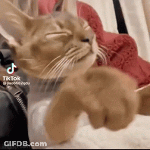 Close Up Of Cat Lying On Bed GIF
