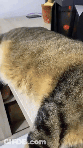 Close Up Of Cat Lying On Bed GIF
