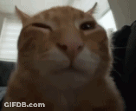 Close Up Of Cat Making Funny Face GIF