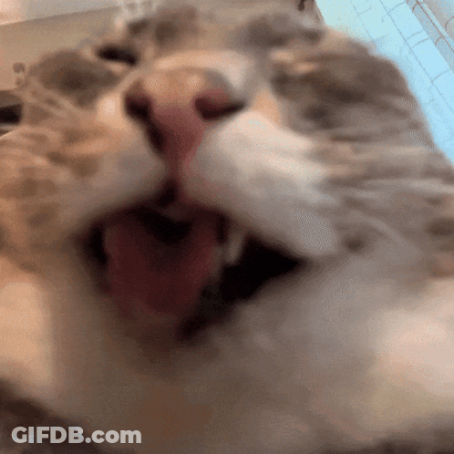 Close Up Of Cat Mouth With Tongue Hanging Out GIF