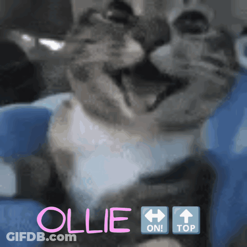 Close Up Of Cat Named Ollie GIF
