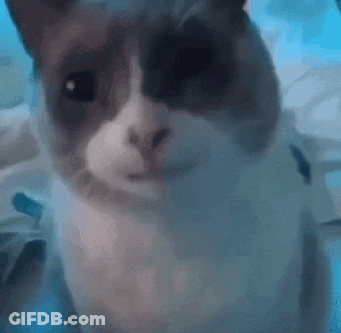 Close Up Of Cat On Blue Background GIF