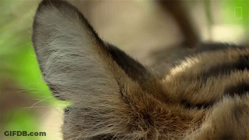 Close Up Of Cat's Ear GIF