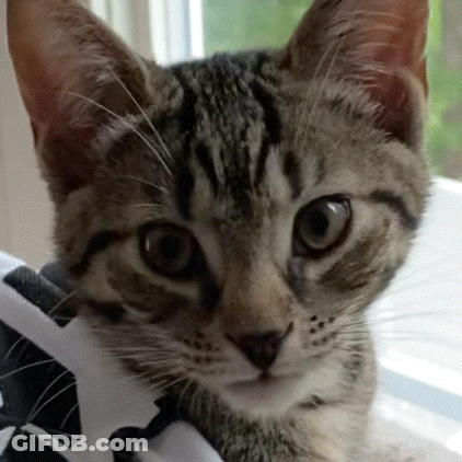 Close Up Of Cat's Face GIF