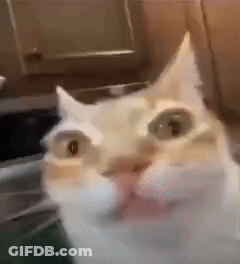 Close Up Of Cat's Face GIF
