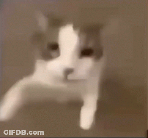 Close Up Of Cat's Face GIF