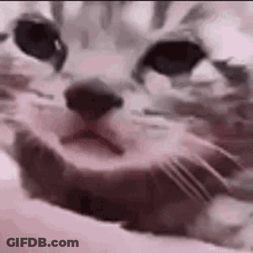 Close Up Of Cat's Face Lying On Bed GIF