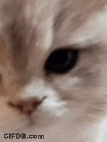 Close Up Of Cat's Face GIF