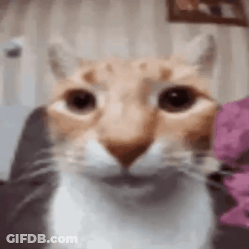 Close Up Of Cat's Face GIF