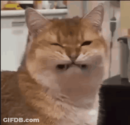 Close Up Of Cat's Face With Eyes Closed GIF