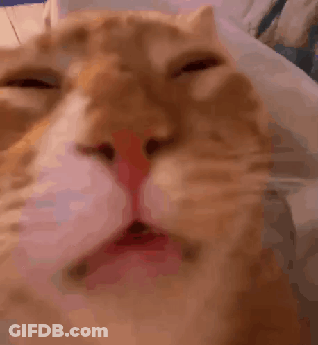 Close Up Of Cat's Face With Eyes Closed GIF