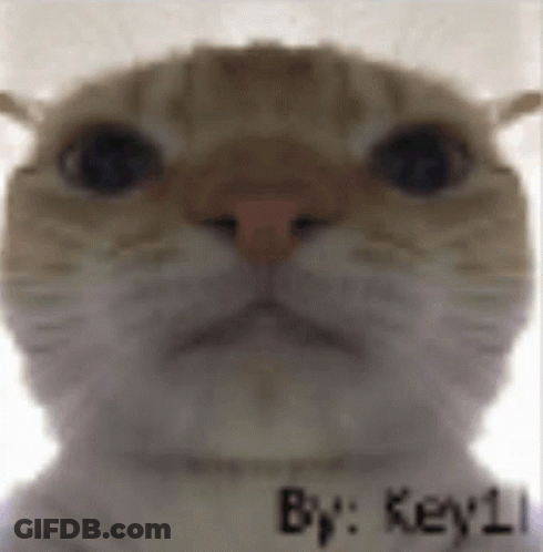 Close Up Of Cat's Face With Words By Key 1 GIF