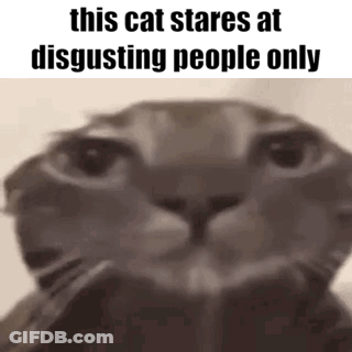 Close Up Of Cat's Face With Words This Cat Stares At Disgusting People Only GIF