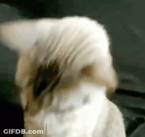 Close Up Of Cat's Head GIF