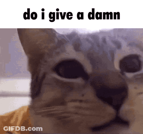 Close Up Of Cat Saying Do I Give A Damn GIF