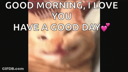 Close Up Of Cat Saying Good Morning I Love You Have A Good Day GIF