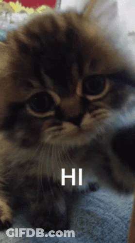 Close Up Of Cat Saying Hi GIF
