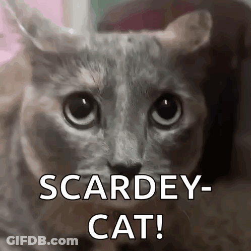 Close Up Of Cat Saying Scardey Cat GIF