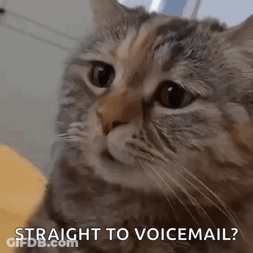 Close Up Of Cat Saying Straight To Voicemail GIF