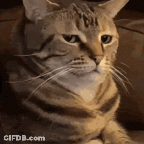 Close Up Of Cat Sitting On Couch GIF