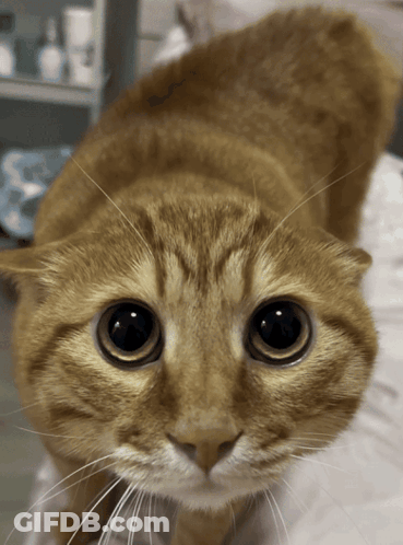 Close Up Of Cat With Big Black Eyes GIF