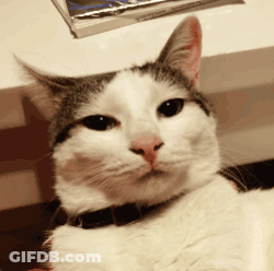 Close Up Of Cat With Black Collar GIF
