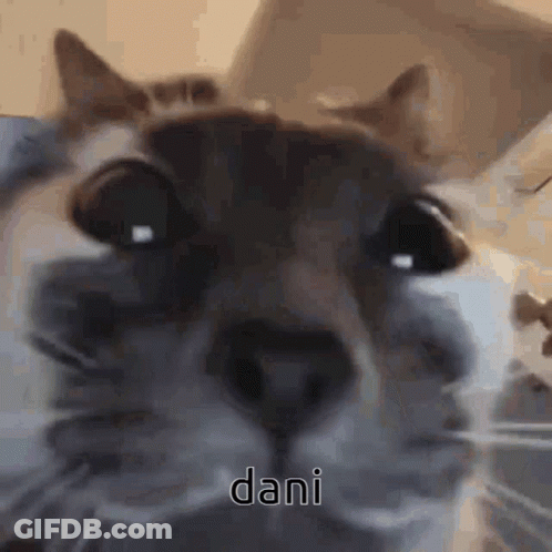Close Up Of Cat With Dani GIF