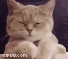 Close-Up Of Cat With Eyes Closed GIF