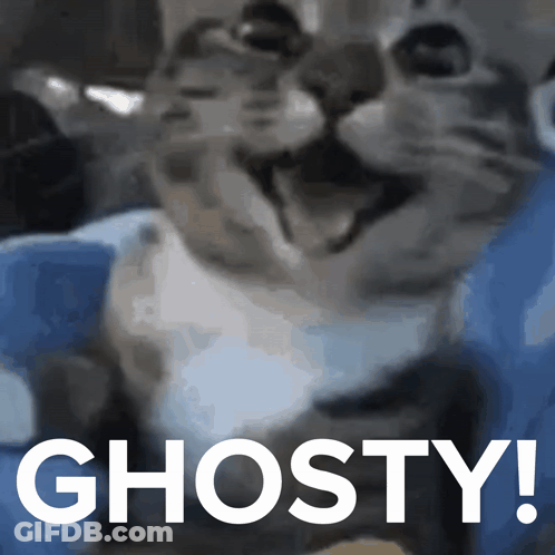 Close Up Of Cat With Ghosty Text GIF