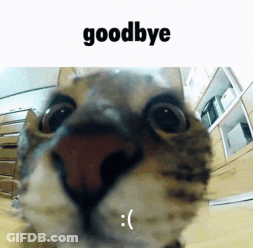 Close Up Of Cat With Goodbye GIF
