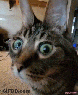 Close Up Of Cat With Green Eyes 2004 GIF