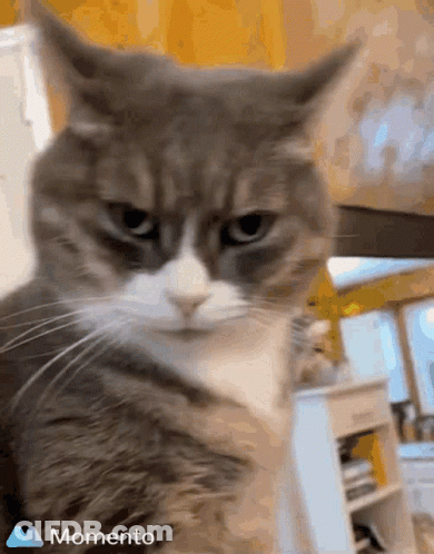 Close Up Of Cat With Momento GIF