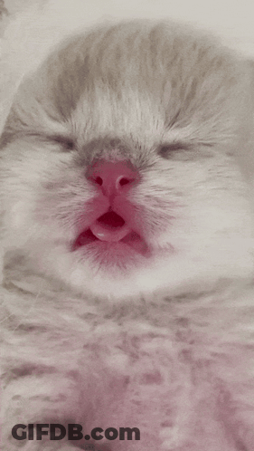 Close Up Of Cat With Mouth Open GIF