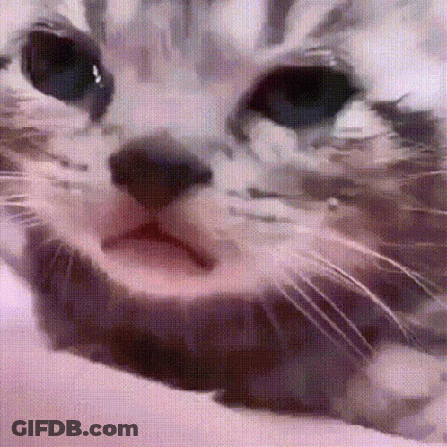 Close Up Of Cat With Mouth Open On Bed GIF