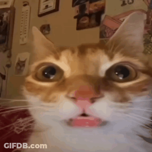 Close Up Of Cat With Mouth Open GIF