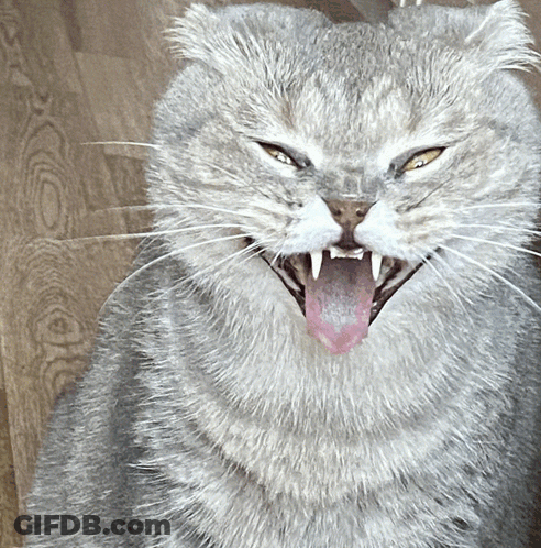 Close Up Of Cat With Mouth Wide Open GIF