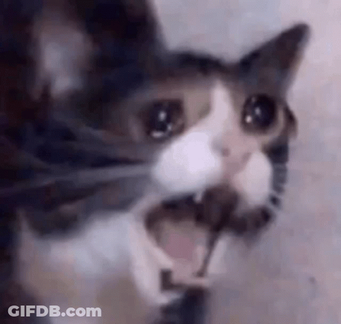 Close Up Of Cat With Open Mouth GIF