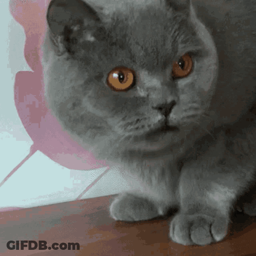 Close Up Of Cat With Orange Eyes GIF